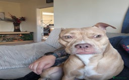 Mixed Breed dogs for sale: American Bull dog (cross) - Image 6