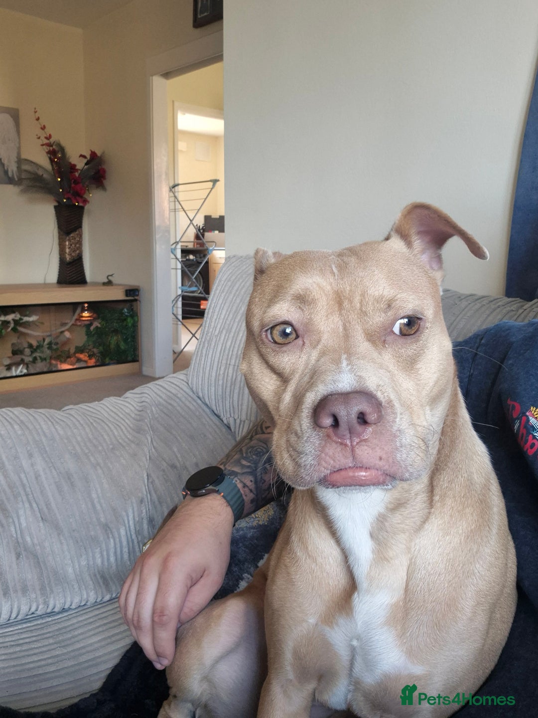 Mixed Breed dogs for sale: American Bull dog (cross) - Image 6