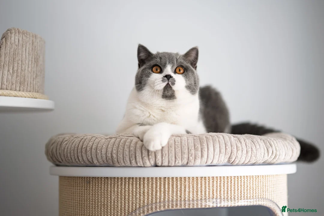 British Shorthair cats for sale: GCCF Pedigreed Amazing Kittens - Advert 14
