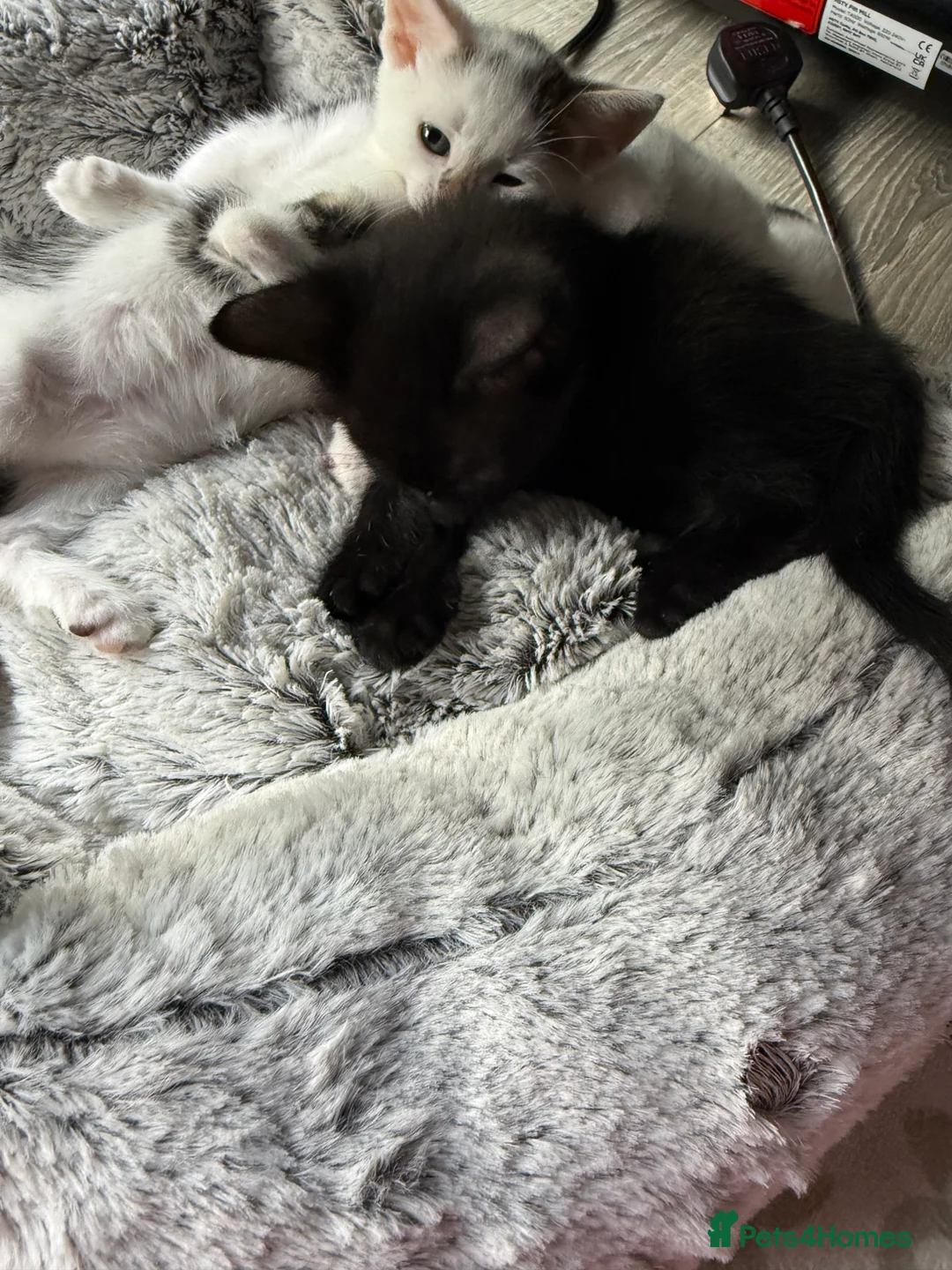 Mixed Breed cats for sale: Kittens Looking for Their Forever Home  - Advert 10
