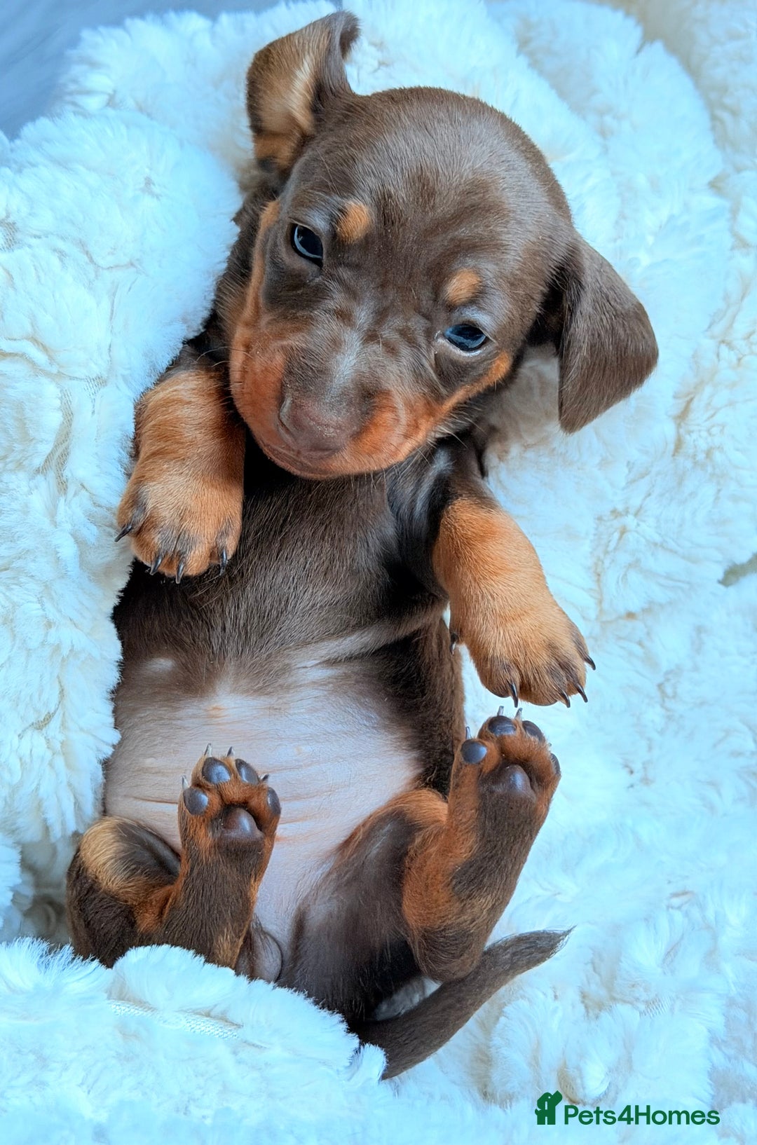 Miniature Dachshund dogs for sale: 🩵🩷✨ STUNNING MINIATURE DACHSHUND LITTER ✨🩷🩵 - Advert 23