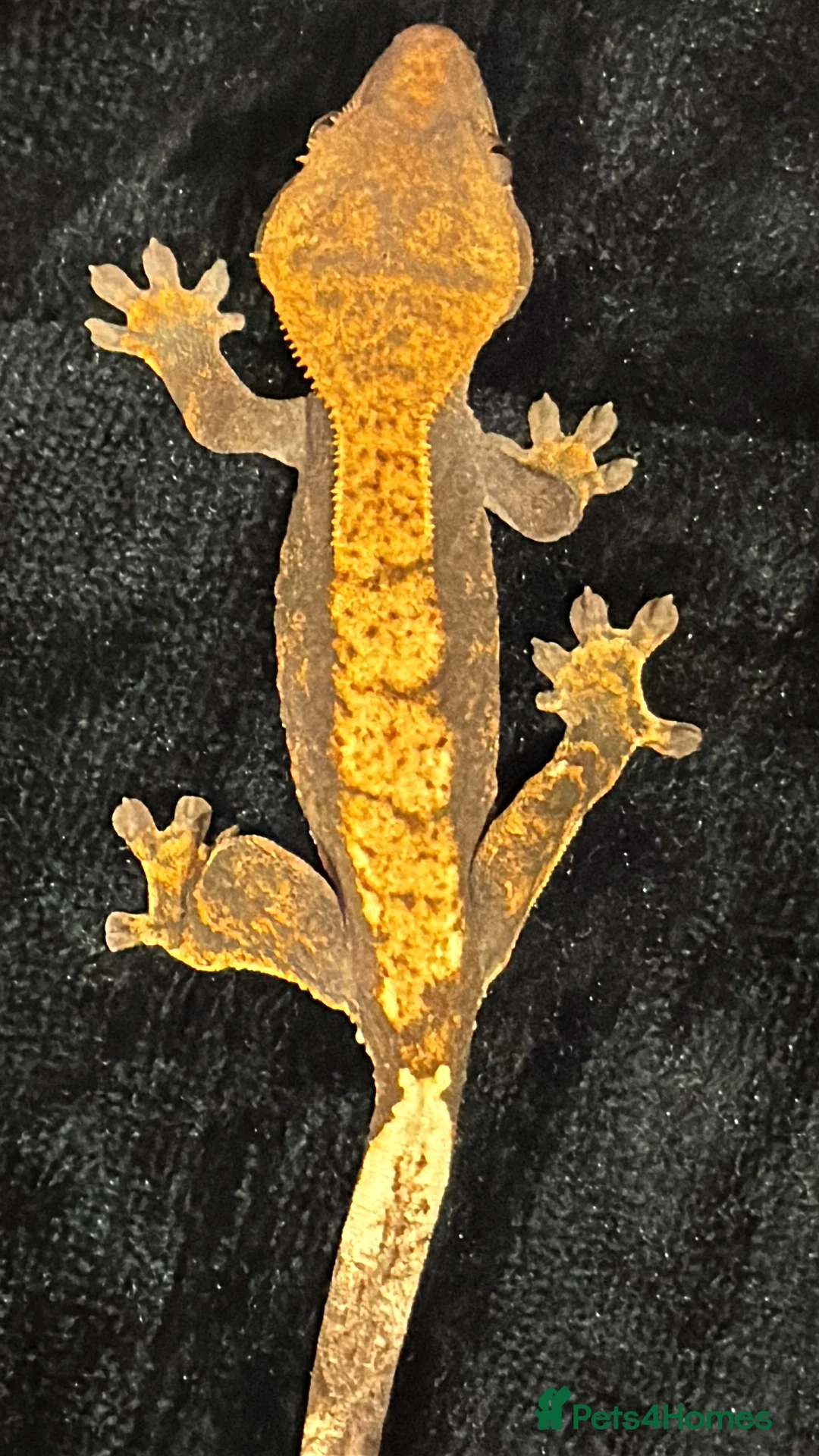 Gecko reptiles for sale: Crested Gecko (still available) - Advert 3