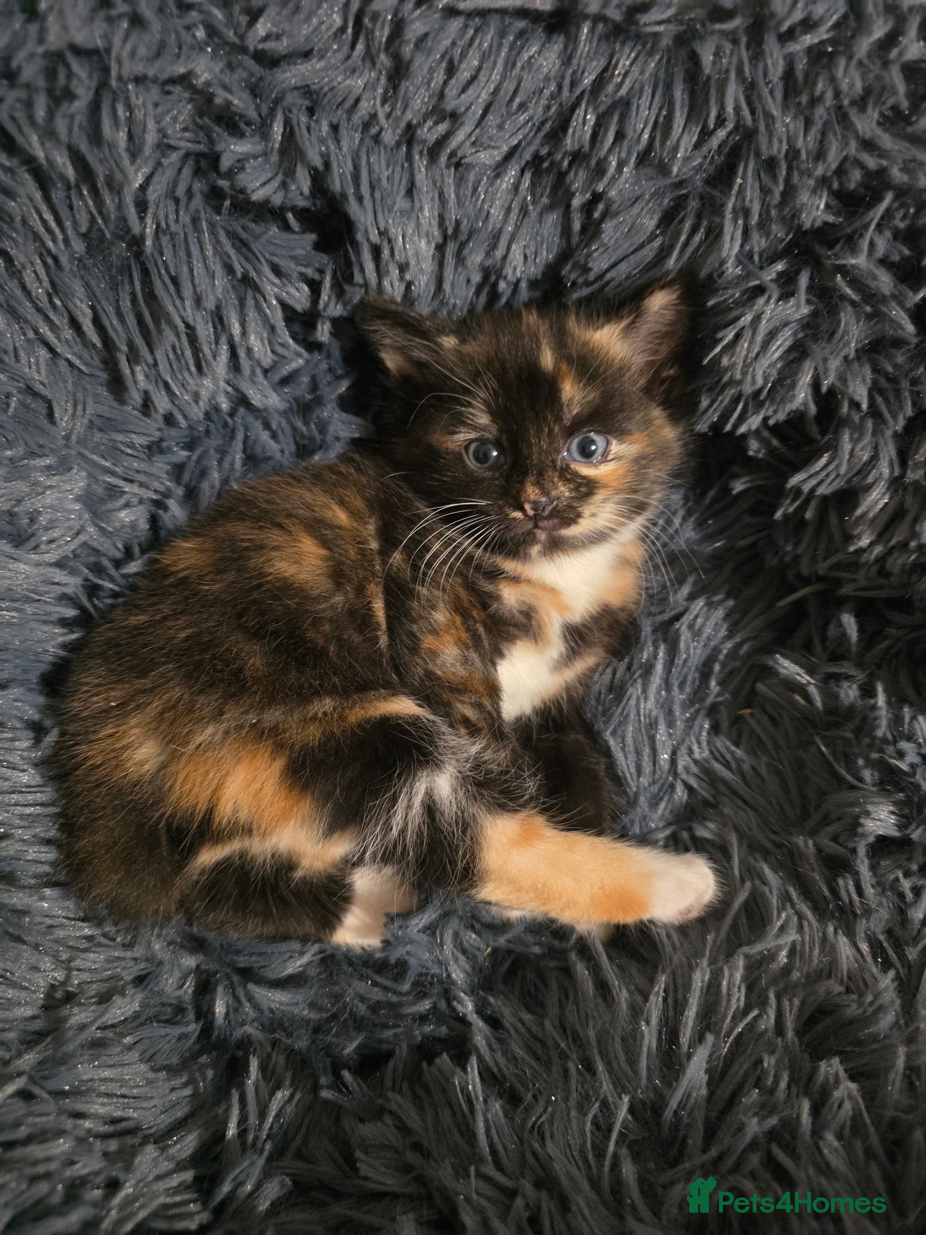 Mixed Breed cats Adorable Kittens (tri colour/ginger/tuxedo) Ready in Sheffield - Advert 15