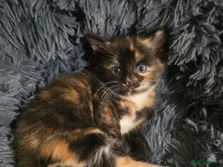 Mixed Breed cats Adorable Kittens (tri colour/ginger/tuxedo) Ready in Sheffield - Advert 3