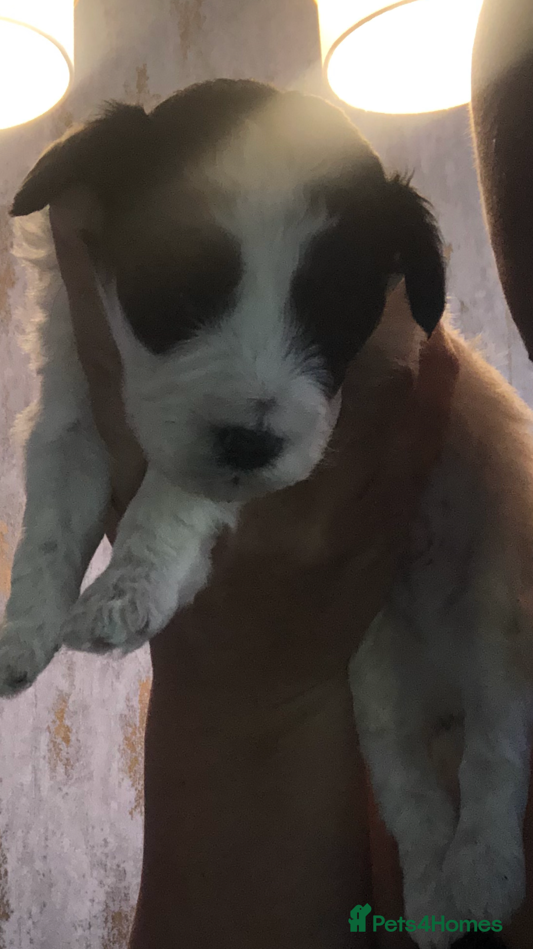 Cockapoo dogs for sale: Cockerpoo  - Image 9