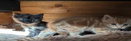 Mixed Breed cats for sale: 2 Bengal/Norwegian forest Kittens  - Advert 19
