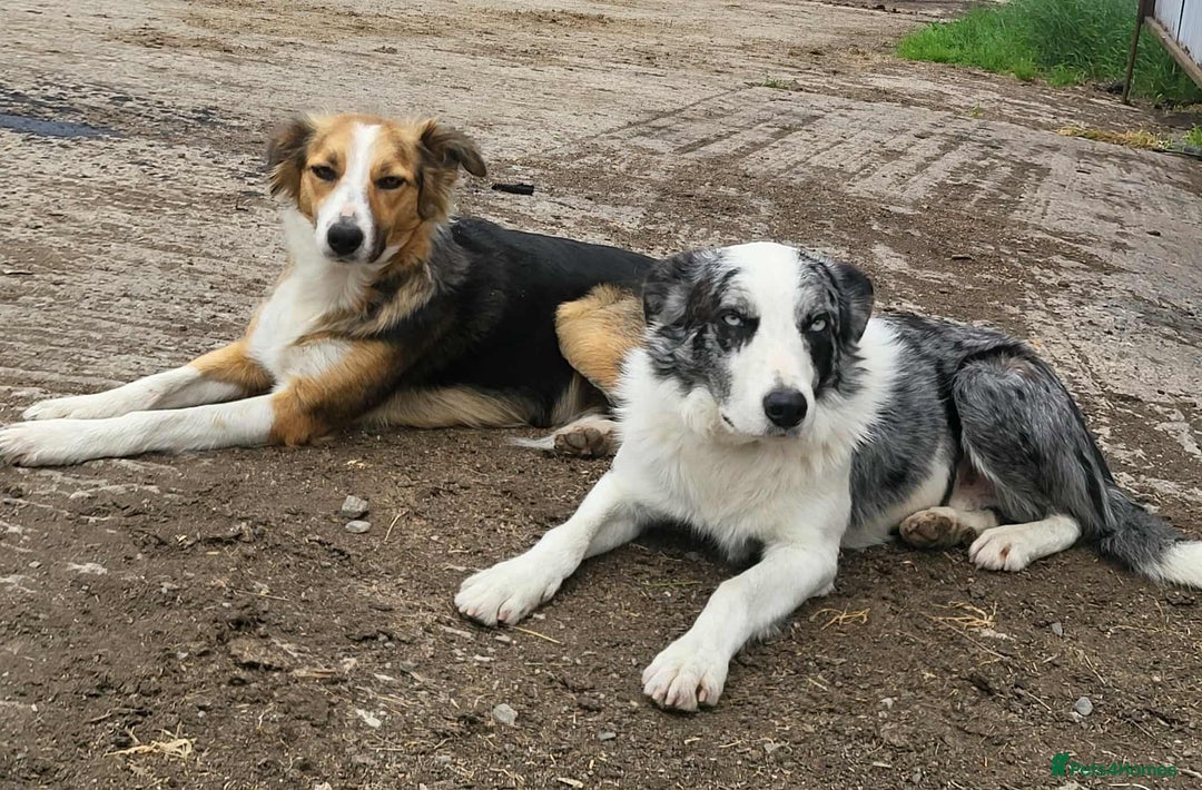 Mixed Breed dogs for sale: 2Males Beautiful puppies left out of 7 . - Image 6