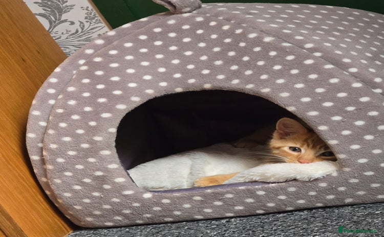 Domestic Shorthair cats - Advert 6