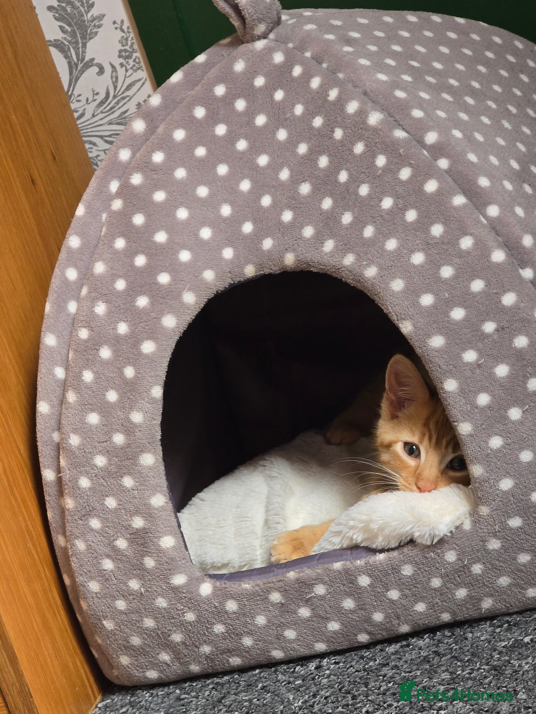 Domestic Shorthair cats for sale: Ginger Male Kitten - Image 1