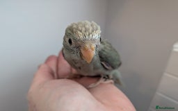 Parakeets birds for sale: Kakariki - Hand tame, ready to leave now - Image 2
