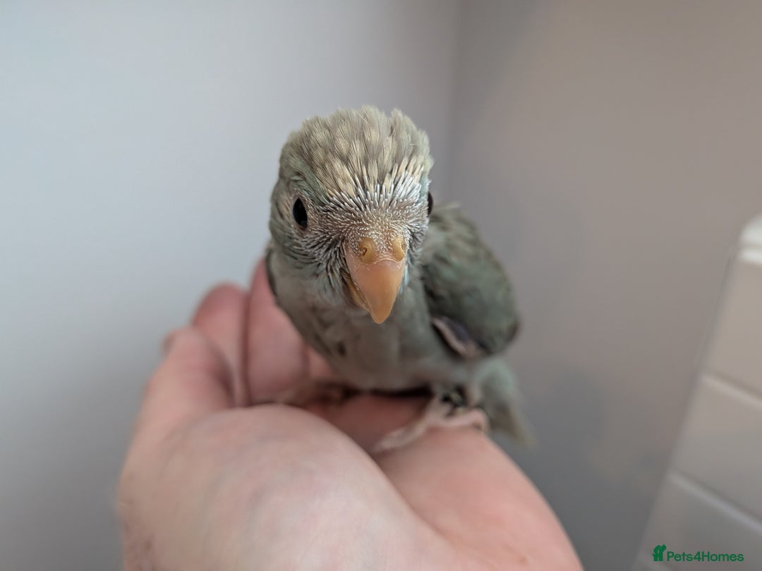 Parakeets birds for sale: Kakariki - Hand tame, ready to leave now - Image 2