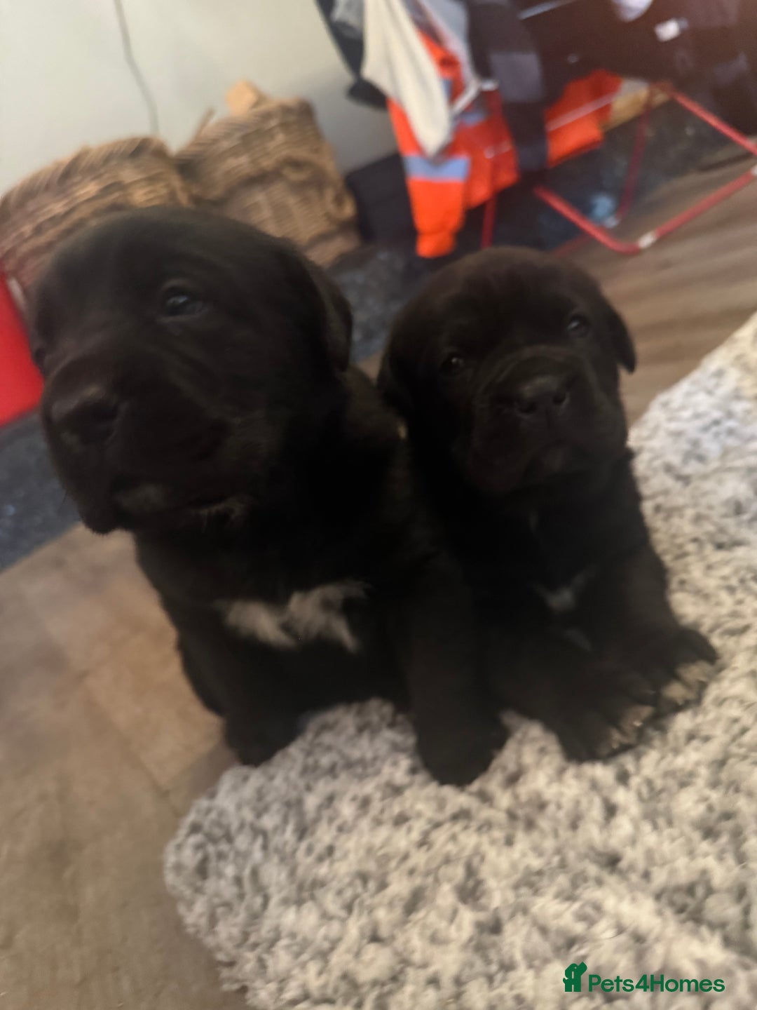 Mixed Breed dogs for sale: Labrador x corso puppies  - Advert 6