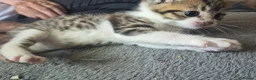 Mixed Breed cats for sale: 2 little beautiful kittens - Advert 5