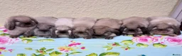 Mini Lop rabbits for sale: Pedigree Mini Lops - Advert 1