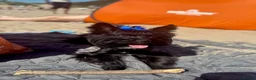 Yorkshire Terrier dogs for stud: Black Yorkshire Terrier Stud - Advert 2