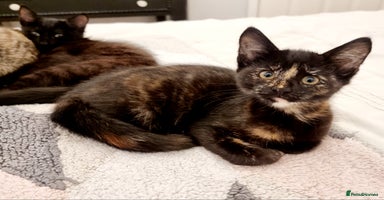 Mixed Breed cats - Advert 12