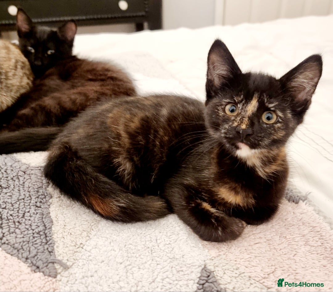 Mixed Breed cats for sale: Norwegian x pixiebob kittens mix available  - Image 13