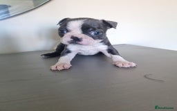 Boston Terrier dogs for sale: Last remaining Blue Boston girl - Image 4