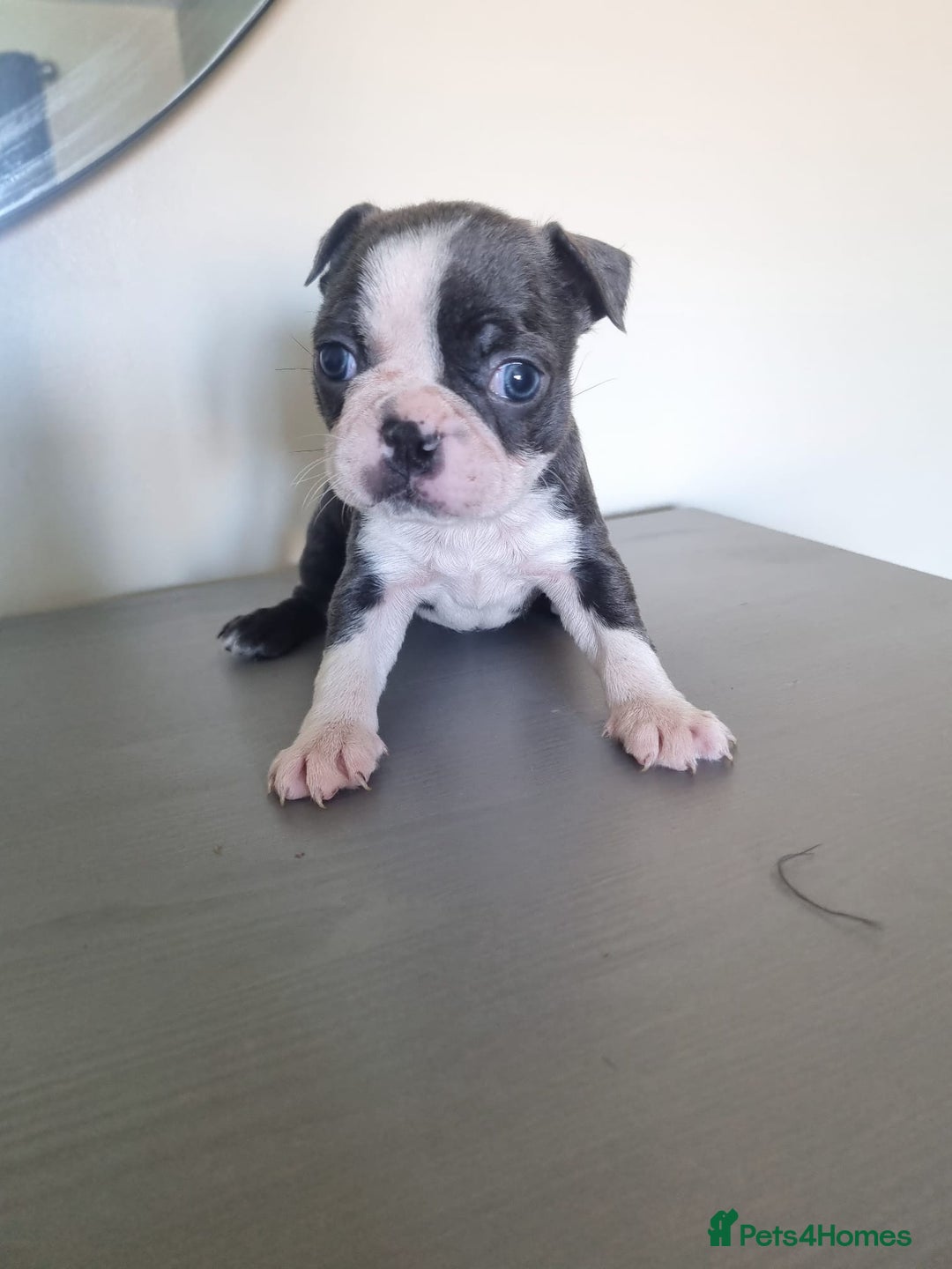 Boston Terrier dogs for sale: Last remaining Blue Boston girl - Image 4