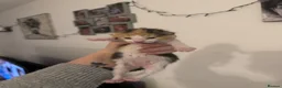 Mixed Breed cats for sale: 4 beautiful kittens ALL NOW RESERVED - Advert 3