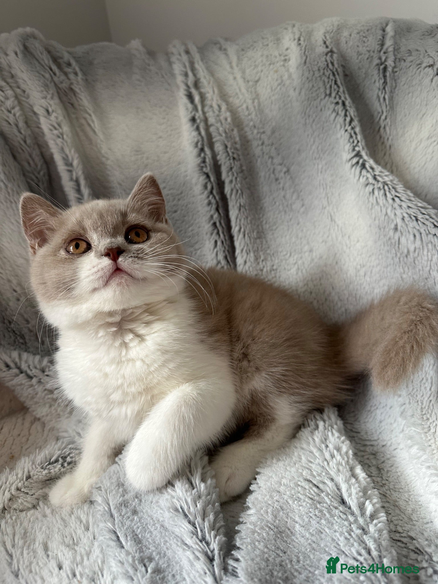 British Shorthair cats TICA registered BSH &BLH kittens  - Advert 18