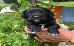 English Setter dogs for adoption: Setter x Pups (Rina's Puppies) - Image 11