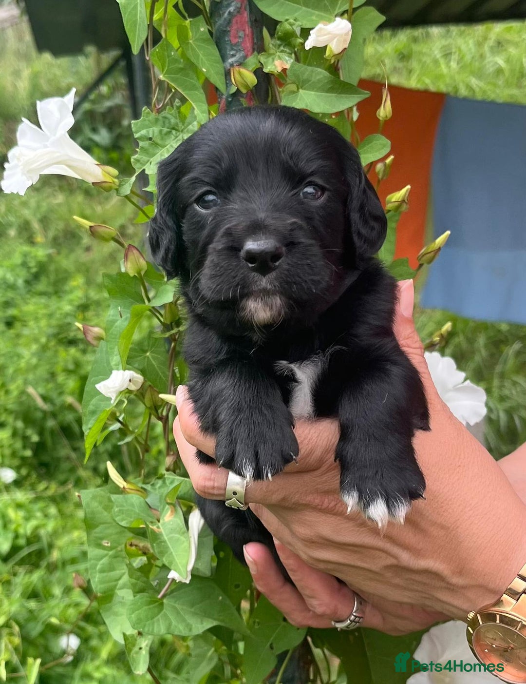 English Setter dogs for adoption: Setter x Pups (Rina's Puppies) - Image 11