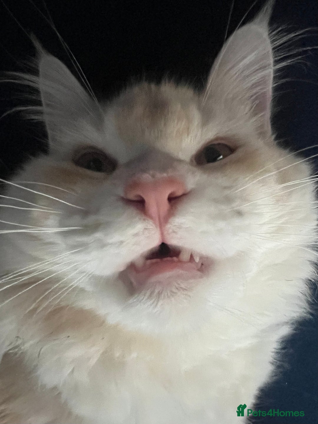 Maine Coon cats for sale: Cat for re home  - Image 5