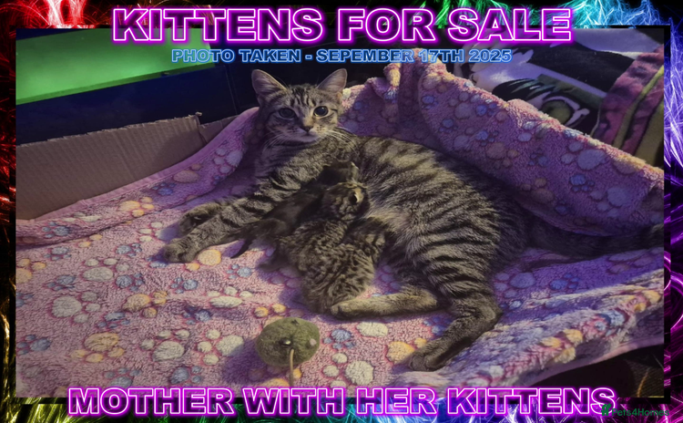 Mixed Breed cats - Advert 10