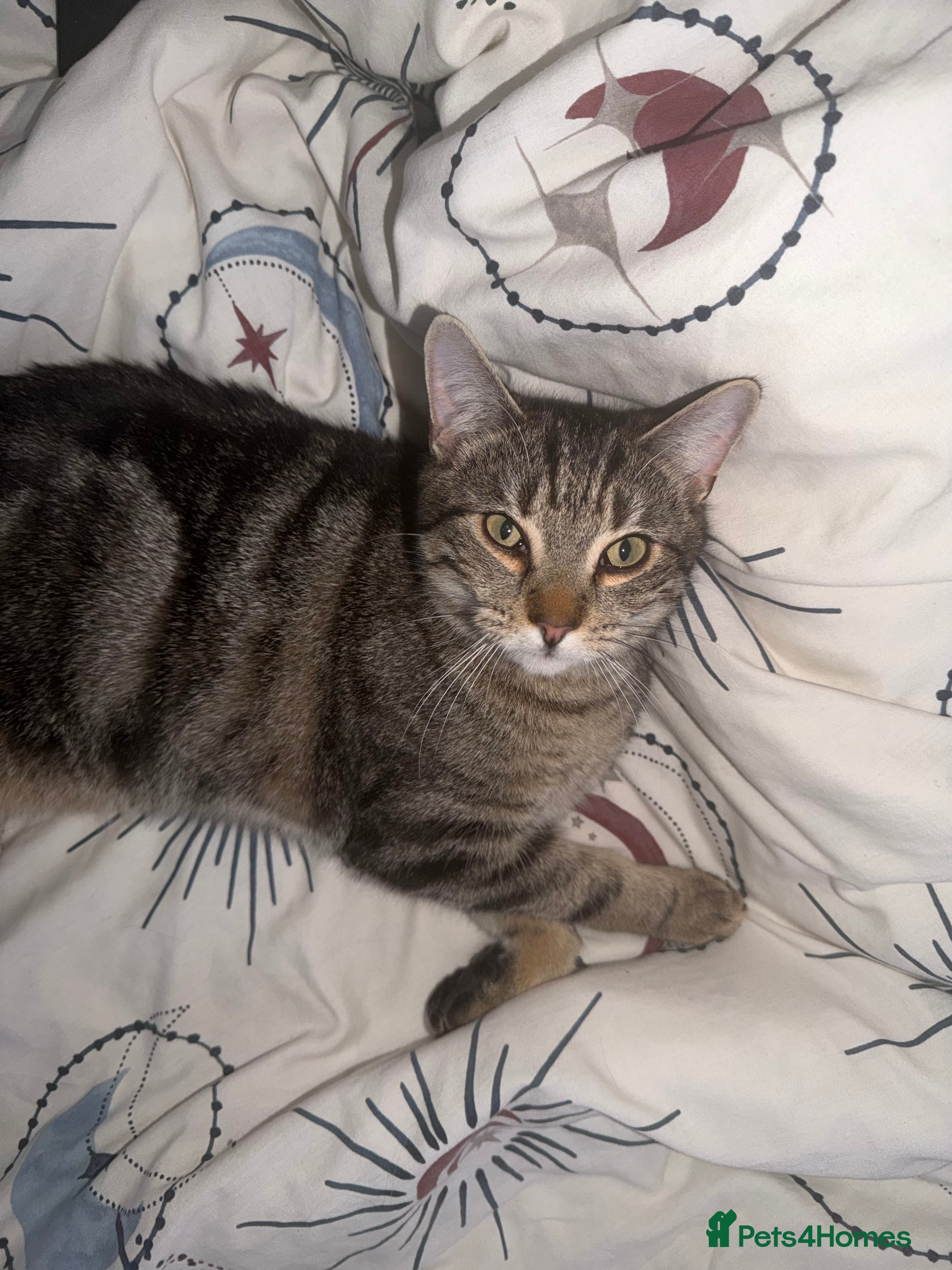 Domestic Shorthair cats 10 Month Old Male Tabby Kitten in Crewe - Advert 1