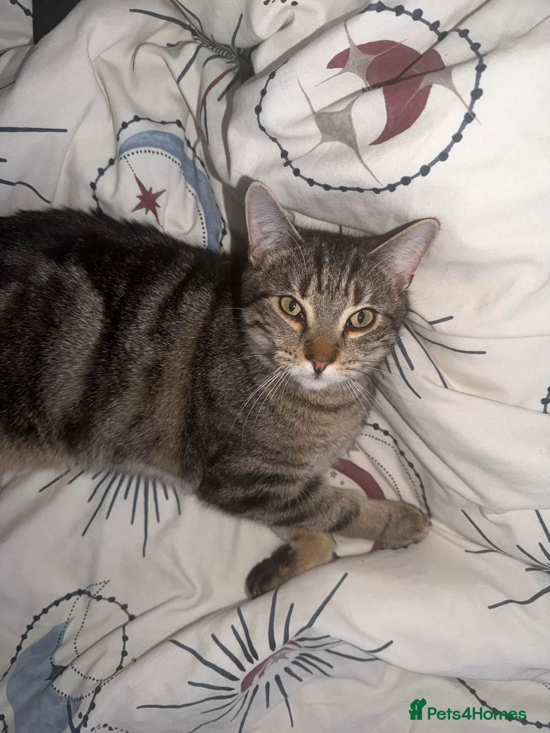 Domestic Shorthair cats for sale: 10 Month Old Male Tabby Kitten in Crewe - Advert 1