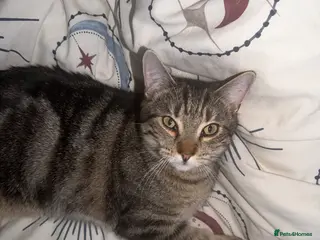 Domestic Shorthair cats 10 Month Old Male Tabby Kitten in Crewe - Advert 1