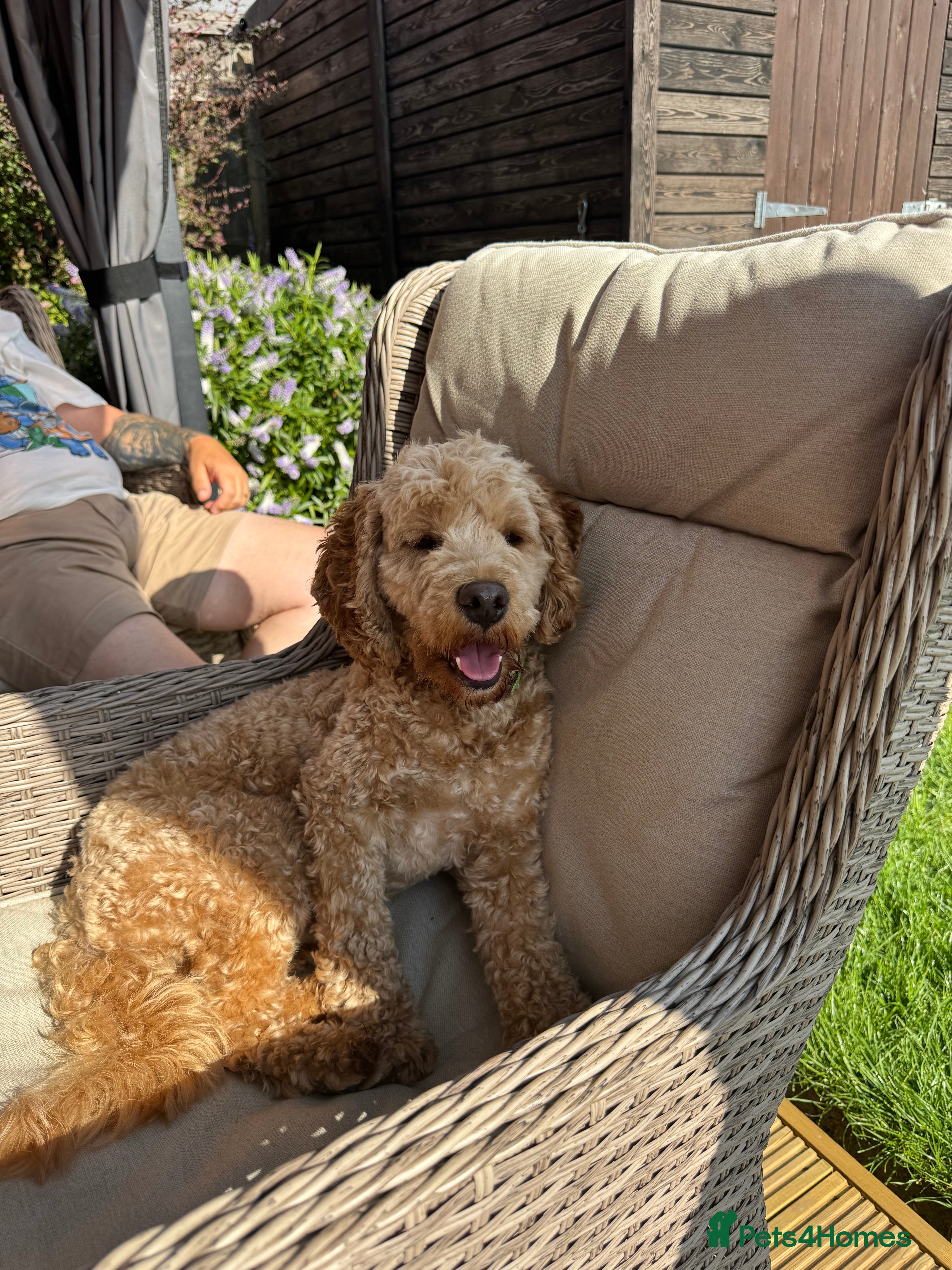 Cockapoo dogs Stud dog (not for sale) - Advert 8