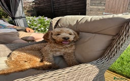 Cockapoo dogs for stud: Stud dog (not for sale) - Image 1