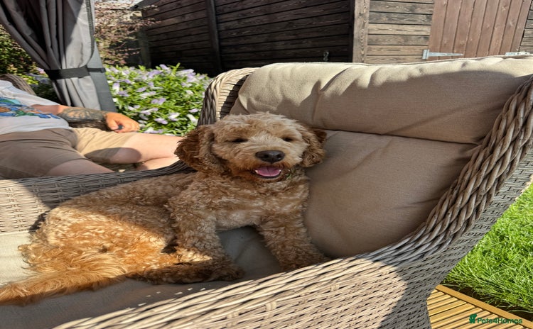 Cockapoo dogs - Advert 1