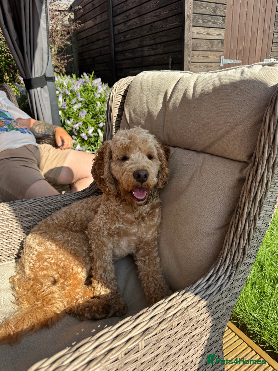 Cockapoo dogs for stud: Stud dog (not for sale) - Image 1