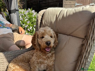 Cockapoo dogs - Advert 1