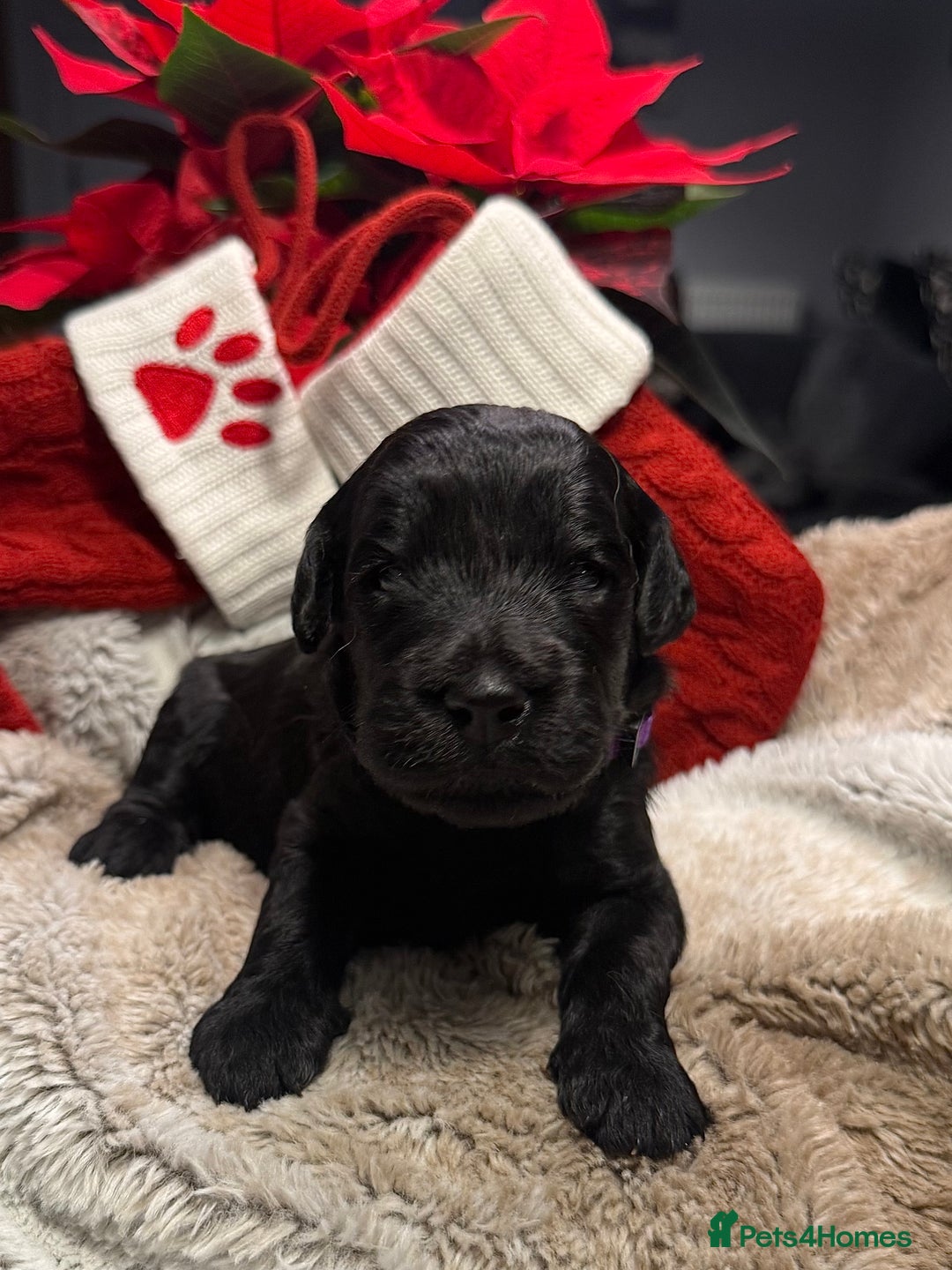 Goldendoodle dogs for sale: Health tested F1 Goldendoodle puppies  - Advert 18