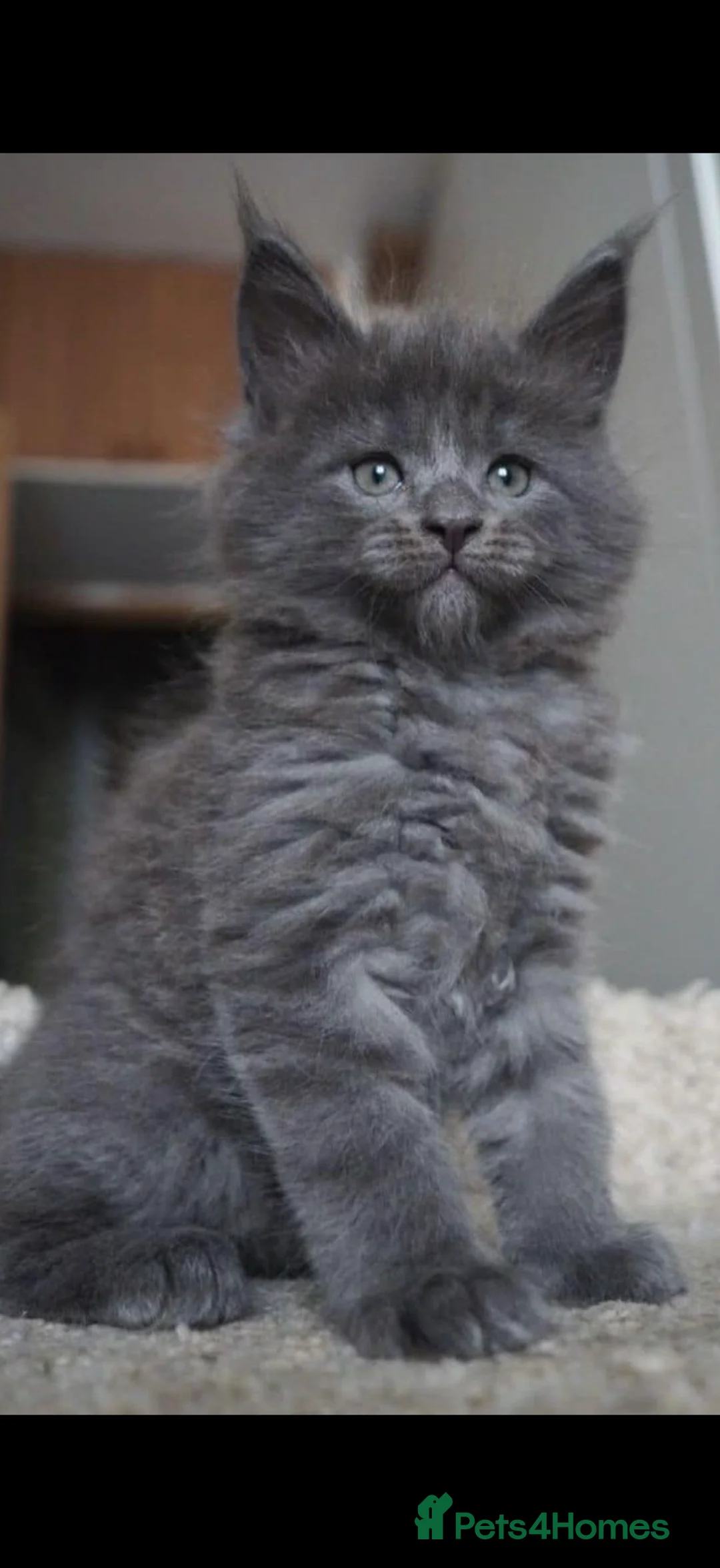 Maine Coon cats for sale: New litter ready 12th june/ Sold xl kittens.  - Advert 1