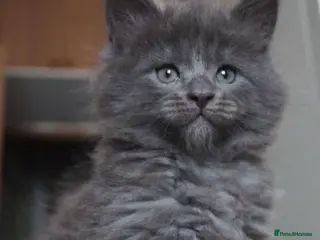 Maine Coon cats for sale: New litter ready 12th june/ Sold xl kittens. - Advert 2