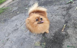 Pomeranian dogs for sale: intelligent pomeranian - Advert 3