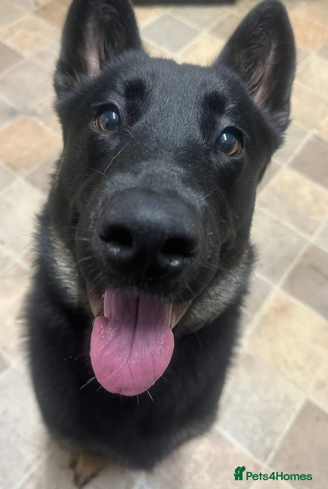 Mixed Breed dogs for sale: 11 month shepherd mix - Advert 1