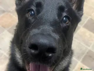 Mixed Breed dogs 11 month shepherd mix - Advert 1