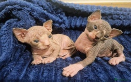 Sphynx cats for sale: Two sphynx kittens  - Image 1
