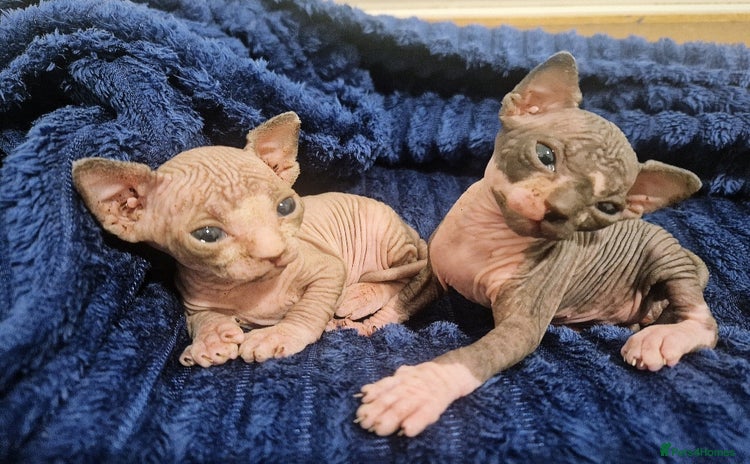 Sphynx cats - Advert 2