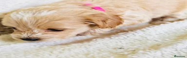 Maltipoo Puppy 5