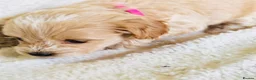 Maltipoo dogs for sale: Miniature Maltipoo Puppies - Advert 6