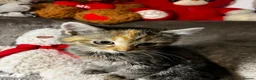 Mixed Breed cats for sale: Adorable tabby kittens  - Advert 7