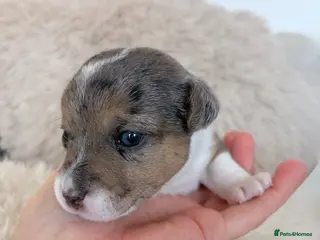 Jack Russell dogs Miniature Jack Russell Puppies - Advert 6