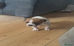 Mixed Breed dogs for sale: Staffy cross alapah blue blood  - Image 20